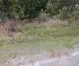 Wooded Bayside Park Lot on Paved Street, in Mississippi Gulf Coast
