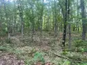 Tranquil 0.14 Acre Wooded Lot near Lower Scott Lake in Allegan, Michigan
