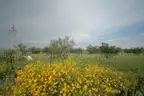 Hard-to-Find 10.001-Acre Sierra Blanca Ranch Off Paved Road FM 1111 w/Power &#x26; Road Frontage, 9B