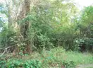 Beautiful Gulfport Land Opportunity Corner Wooded Lot