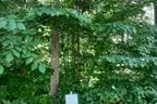 Three Beautifully Wooded Vacant Lots Near Wixom Lake, Michigan