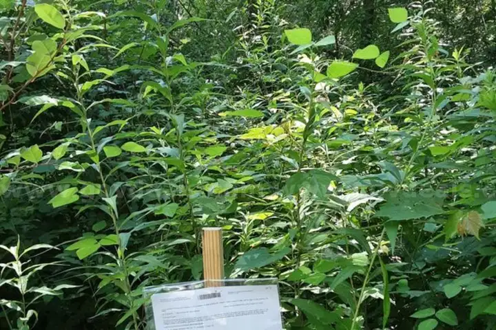 Three Beautifully Wooded Vacant Lots Near Wixom Lake, Michigan