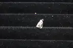 (1) Silver Colored Pendant