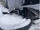 2022 Dodge Charger Police AWD