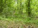 WALK TO LAKE GALILEE! Ltd Warranty Deed! No Back Taxes! In Ozark Mountains! LAKES! RIVER! GOLF! Businesses! No Reserve!