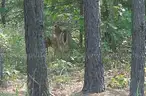 WALK TO BEAUTIFUL LAKE GALILEE! In the Ozark Mountains! NEAR LAKES! RIVER! GOLF! Parks! Schools! Businesses! NO RESERVE!