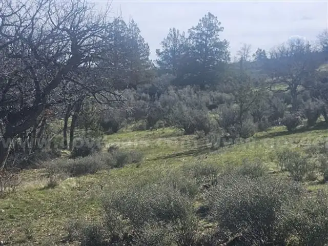Iron Gate Lake Area Near Klamath River, 3.3 Treed Acres Northern California Building View Lot, Road Frontage
