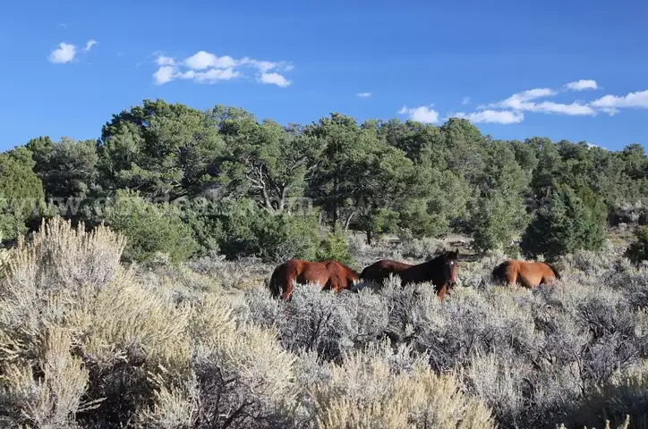 New Year Sale, 2.53 Ac Colorado, Near Sanchez Reservoir, Road Frontage, 7600' Elevation