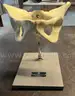 Lot of Lab Equipment