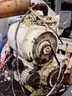 Hatz D108 Air Cooled Diesel Engine Power Unit  150hrs