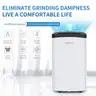 AIRPLUS 1500 Sq. Ft Dehumidifier for Basement, 30 Pints