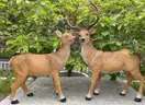 JHVYF Adorable Resin Deer Statue Decor for Garden Yard Buck