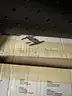 Bose L1 - Power Stand + Loudspeaker Array &#x26; Extension (1S System)