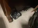 Yamaha Piano