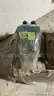 Dodge Gear Reducer Model 534, 15:1 Ratio - ITEM # 5022537