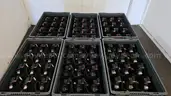 Lot of 356 &#x2013; Toyota Clock Spring 89245-02070