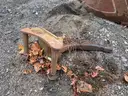 Weight Bracket &#x26; Strickland Digging Bucket