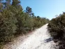 5000 sq. ft. undeveloped lot near Lake Beresford, Volusia County, FL - Central Florida Land - No Reserve