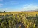 1/4 Near Colorado City,  Gorgeous Area