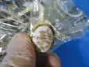 Assorted Jewelry &#x26; Miscellaneous Items (13.8 lbs)