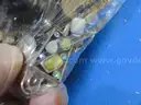Assorted Jewelry &#x26; Miscellaneous Items (13.8 lbs)
