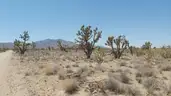 Dolan Springs Arizona among the Joshua Trees - 1 Acre - Down Payment Auction