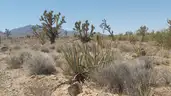 Dolan Springs Arizona among the Joshua Trees - 1 Acre - Down Payment Auction