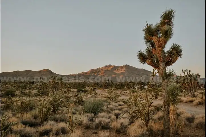 Dolan Springs Arizona among the Joshua Trees - 1 Acre - Down Payment Auction