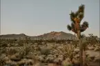 Dolan Springs Arizona among the Joshua Trees - 1 Acre - Down Payment Auction