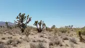 Dolan Springs Arizona among the Joshua Trees - 1 Acre - Down Payment Auction