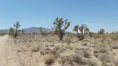 Dolan Springs Arizona among the Joshua Trees - 1 Acre - Down Payment Auction