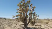 Dolan Springs Arizona among the Joshua Trees - 1 Acre - Down Payment Auction