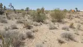Dolan Springs Arizona among the Joshua Trees - 1 Acre - Down Payment Auction