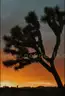 Arizona Joshua Tree Paradise - 1 Acre - Gateway to the Grand Canyon 50% Down