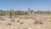 Dolan Springs Arizona among the Joshua Trees - 1 Acre - Down Payment Auction