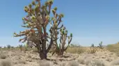 Dolan Springs Arizona among the Joshua Trees - 1 Acre - Down Payment Auction
