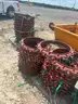 Clamps, Pipe Restraint, 18in to 24in OD, Star Pipe Products, Cast Iron, Qty 30