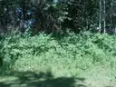 215 CRABAPPLE CT., DIXON, IL 61021 - LOST NATION, IL - VACANT LOT (Parcel # 22-08-277-019)