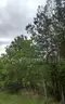.14 Acre Lot in Bay Saint Louis, Mississippi