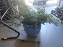 Ceramic Pot