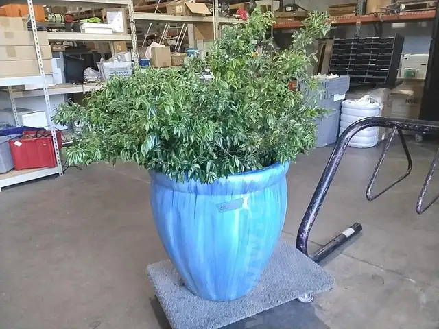 Ceramic Pot