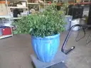 Ceramic Pot