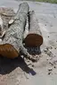 Group of Wood Logs - Black Walnut, OAK &#x26; Pine