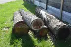 Group of Wood Logs - Black Walnut, OAK &#x26; Pine
