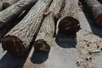 Group of Wood Logs - Black Walnut, OAK &#x26; Pine