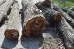 Group of Wood Logs - Black Walnut, OAK &#x26; Pine