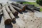 Group of Wood Logs - Black Walnut, OAK &#x26; Pine