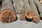 Group of Wood Logs - Black Walnut, OAK &#x26; Pine