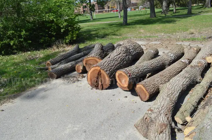Group of Wood Logs - Black Walnut, OAK &#x26; Pine