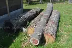 Group of Wood Logs - Black Walnut, OAK &#x26; Pine
